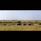 Elephants family in migration